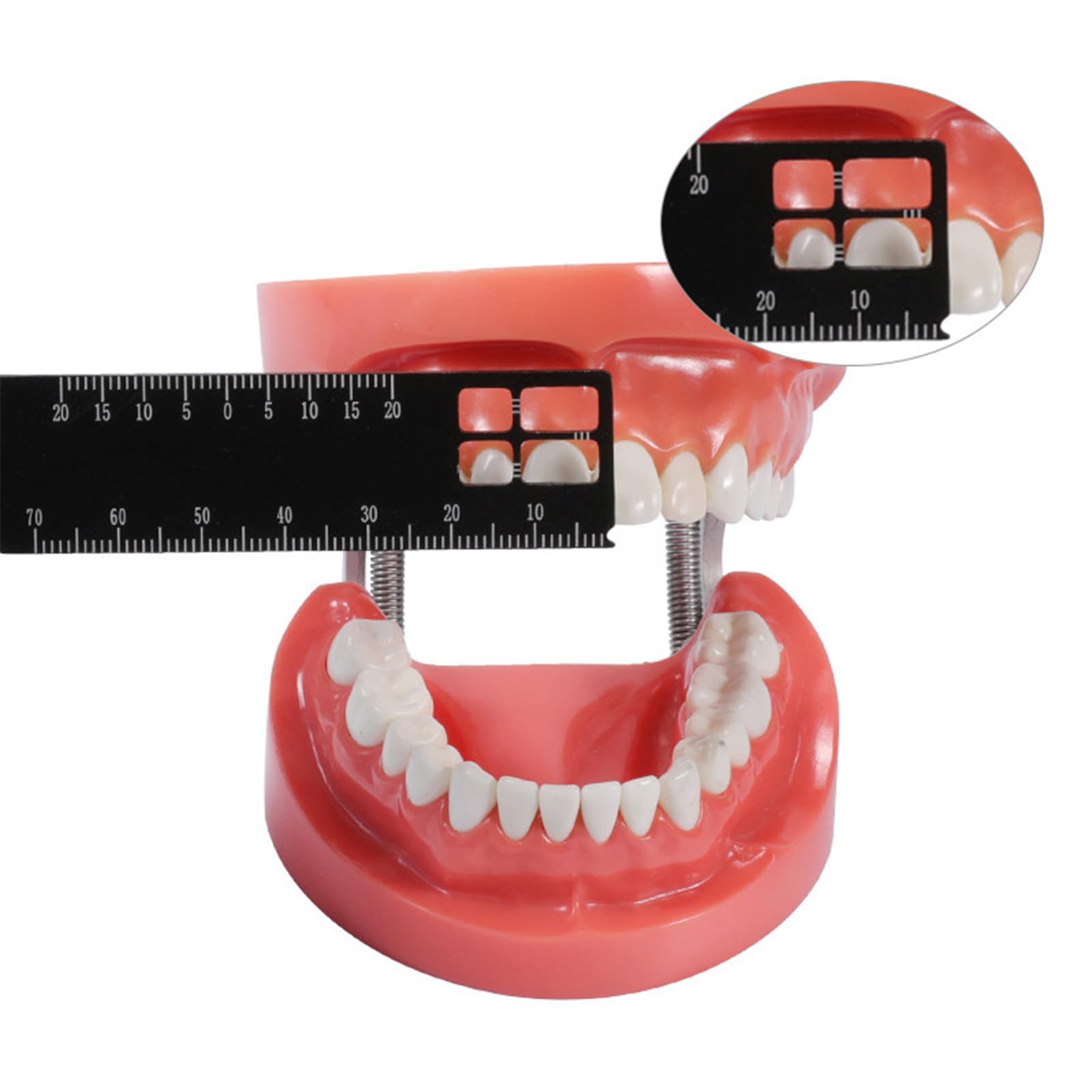 Regla de medición de precisión dental